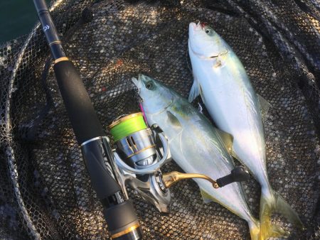 ジグサビキで色々釣れた